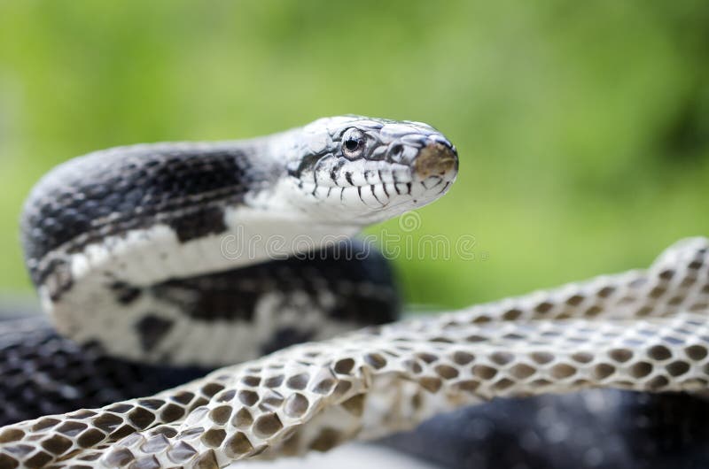 black rat snake