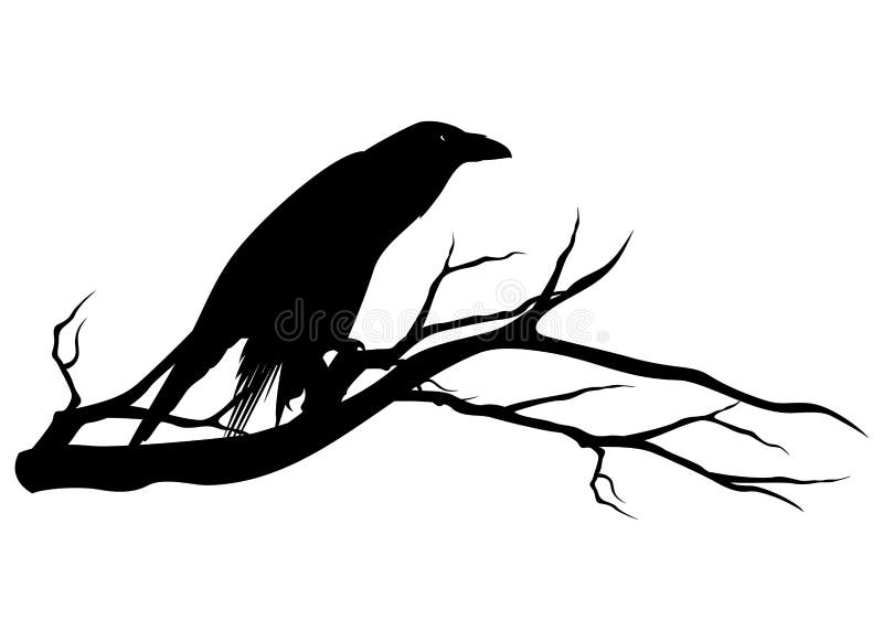 Black raven bird on tree branch vector silhouette