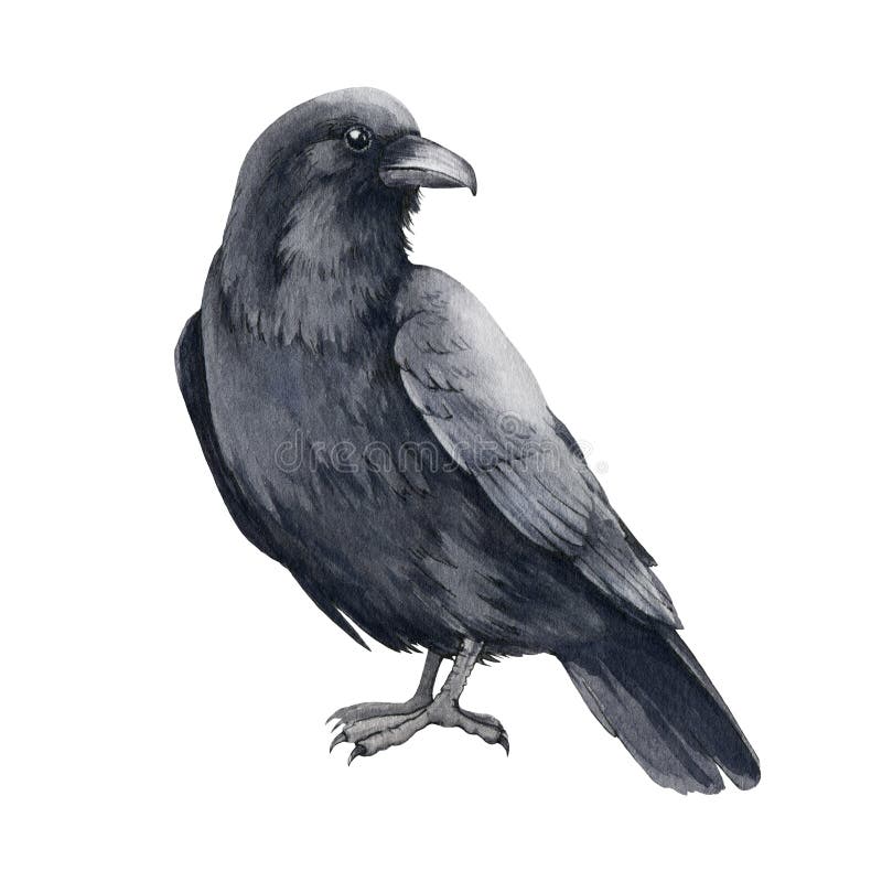 Black Raven Bird Watercolor Illustration. Hand Drawn Black Crow. Halloween Traditional Element Stock Illustration - Illustration of hand, crow: 224241974 Black Raven Bird Watercolor Illustration. Hand Drawn Black Crow. Halloween Traditional Element Stock Illustration - Illustration of hand, crow: 224241974
