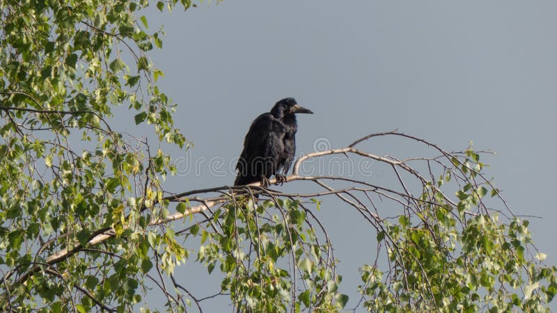 Black raven bird wildlife bird alone sitting birch tree background nature.