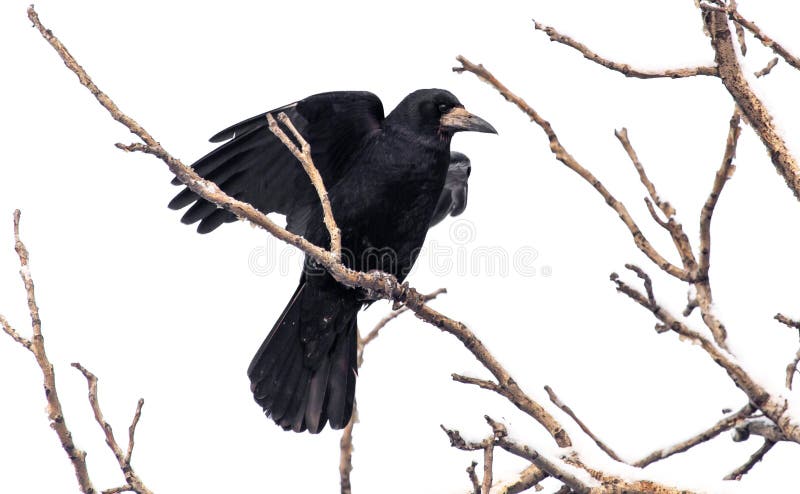Black raven on tree branches isolated on a white background royalty free stock images