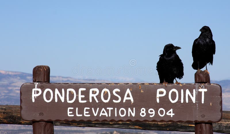 Two black crows or ravens perched on a sign for Ponderosa Point in Bryce Canyon National Park. Genus: Corvus. Two black crows or ravens perched on a sign for Ponderosa Point in Bryce Canyon National Park. Genus: Corvus