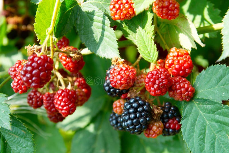 Brambleberry foliage stock photo. Image of luscious, mellow - 6376174