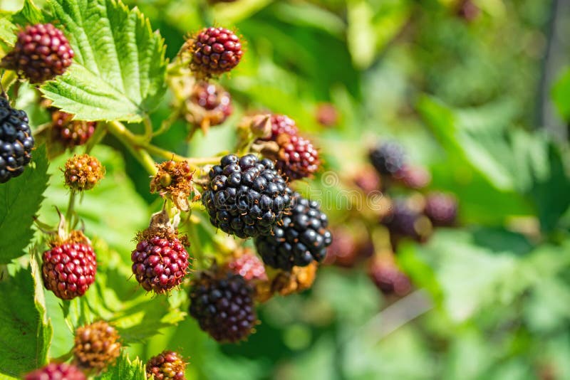 Hand Cuts a Branch of Blackberries among Green Leaves Stock Photo