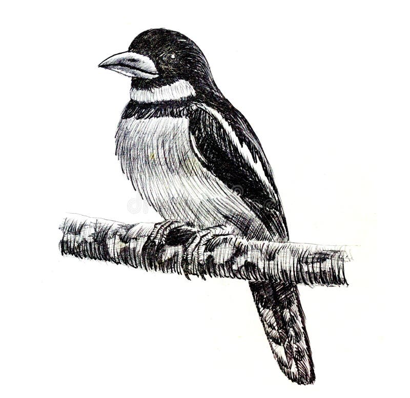 Black-and-red Broadbill Bird Drawing Stock Illustration - Illustration of silhouette, cute: 58303817