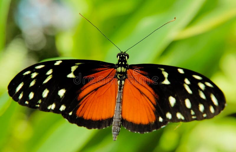 Black and red butterfly