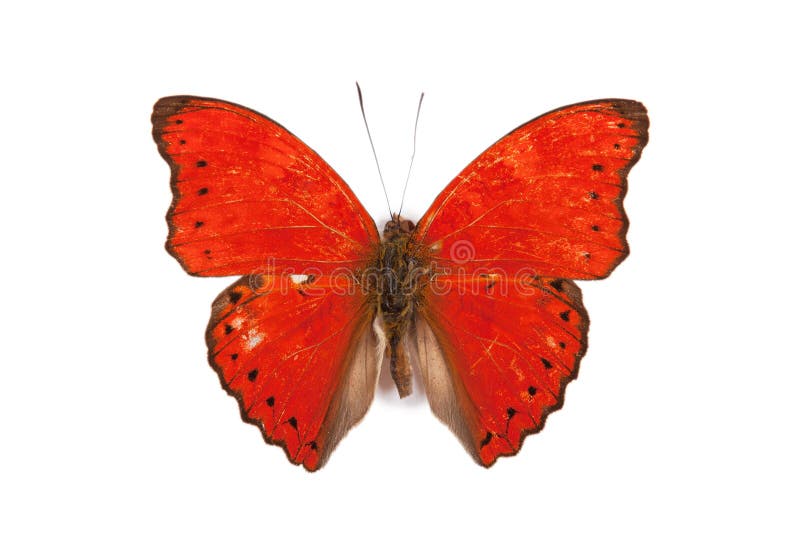 Black and red butterfly Cymothoe rouge isolated