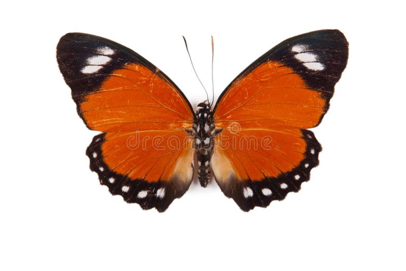 Black and red butterfly Euphaedra ruspina isolated