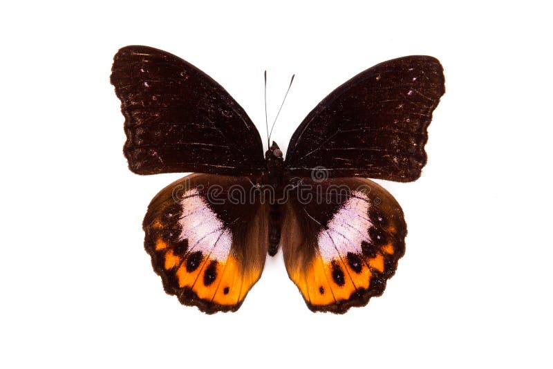 Black and red butterfly Hypolimnas pandarus