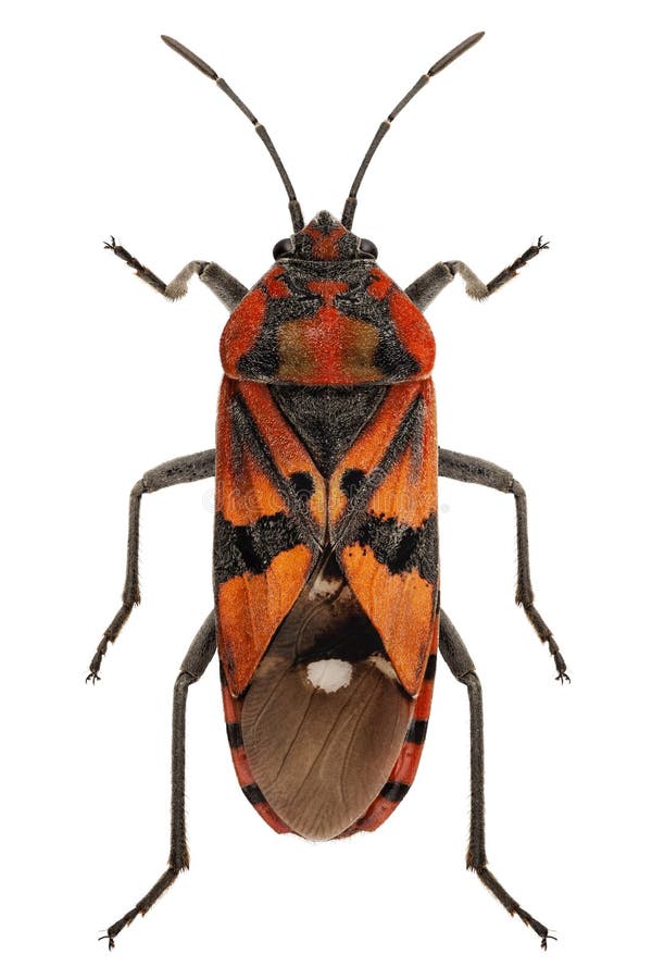 Black and Red Ground bug species Spilostethus pandurus in high definition with extreme focus and DOF (depth of field) isolated on white background