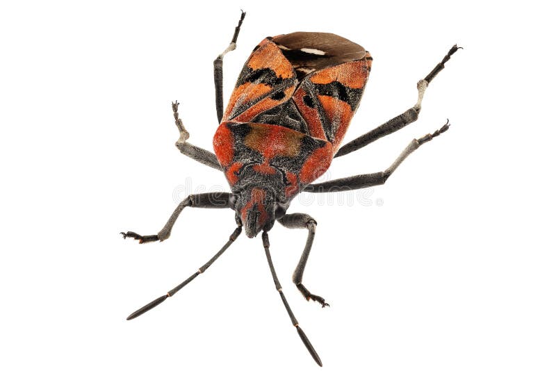 Black and Red Ground bug species Spilostethus pandurus in high definition with extreme focus and DOF (depth of field) isolated on white background