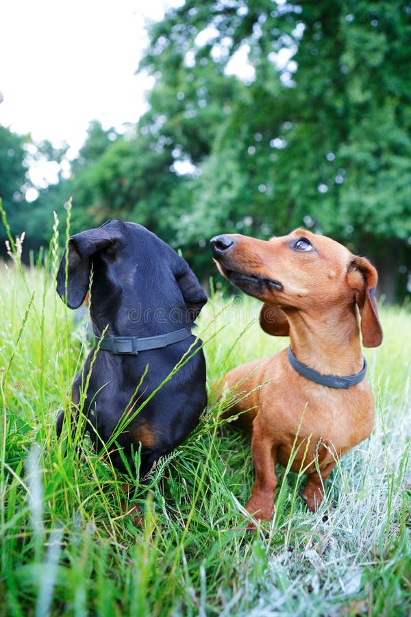 Black and Red Dachshunds Hunting among the Green Grass Stock Photo