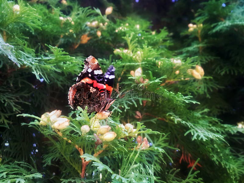 1,658 Black Red White Spots Butterfly Photos Free & RoyaltyFree