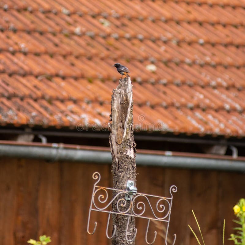 A black redstart stands on top of a tree trunk royalty free stock images