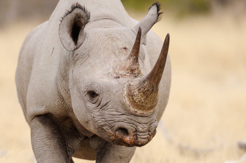 Black rhino head portrait, etosha nationalpark, namibia