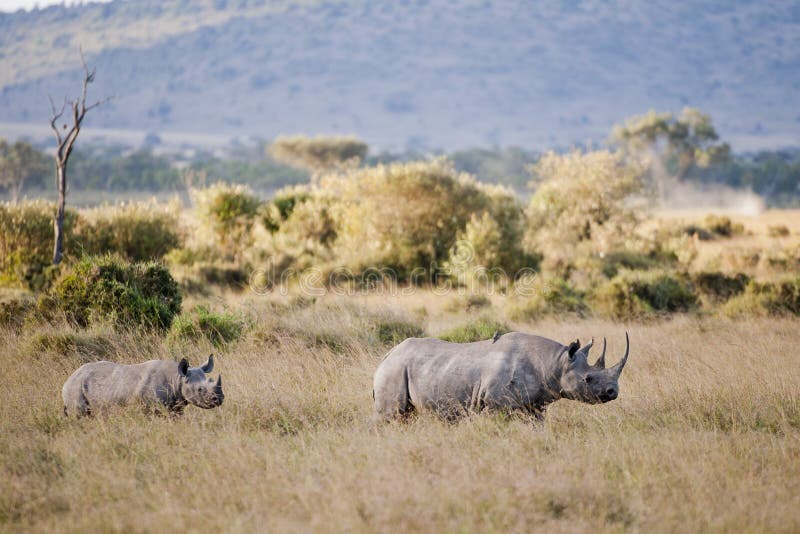 Black Rhino in Masai Mara, Kenya