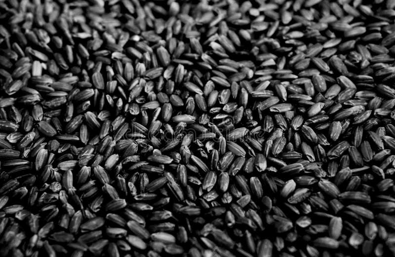 Black Rice Background Texture, Dark Wild Long Grain Natural Rice