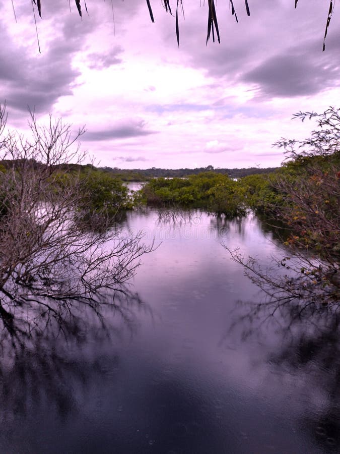 Black River of the Amazon Rainforest Stock Image - Image of amazon
