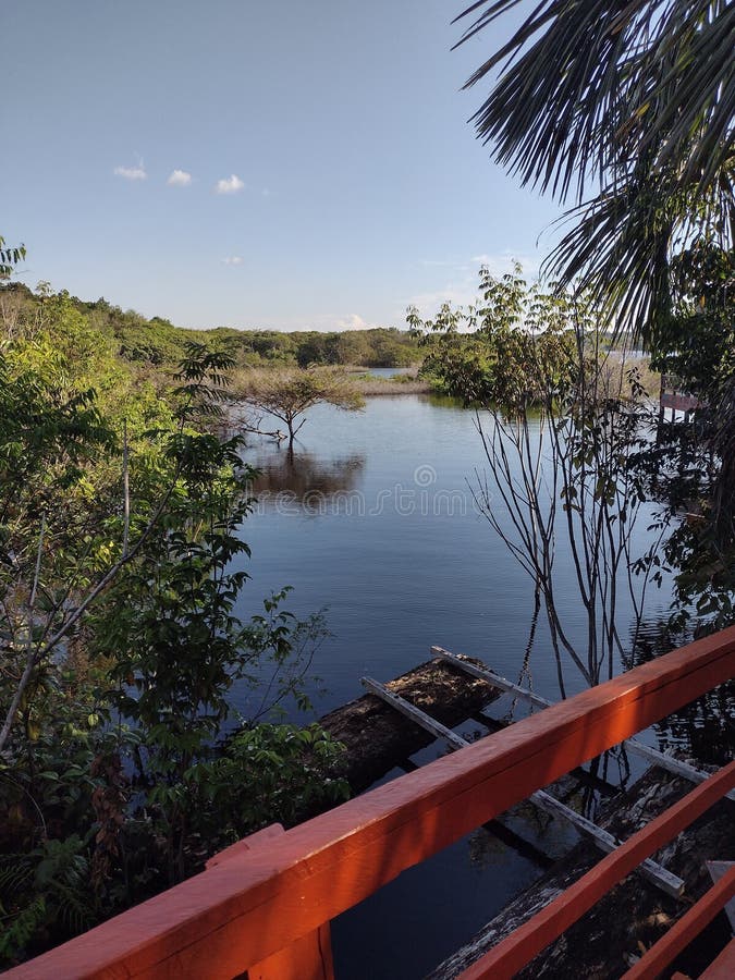 Black River of the Amazon Rainforest Stock Image - Image of welfare