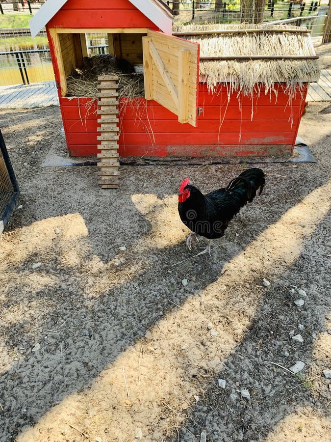 Black rooster on a ground on the farm walking