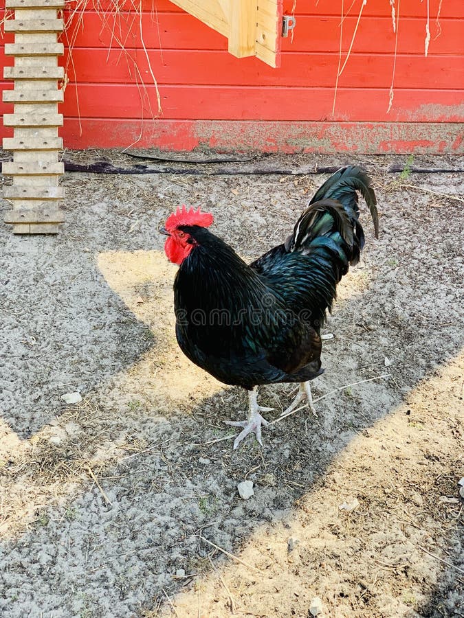 Black rooster on a ground on the farm walking