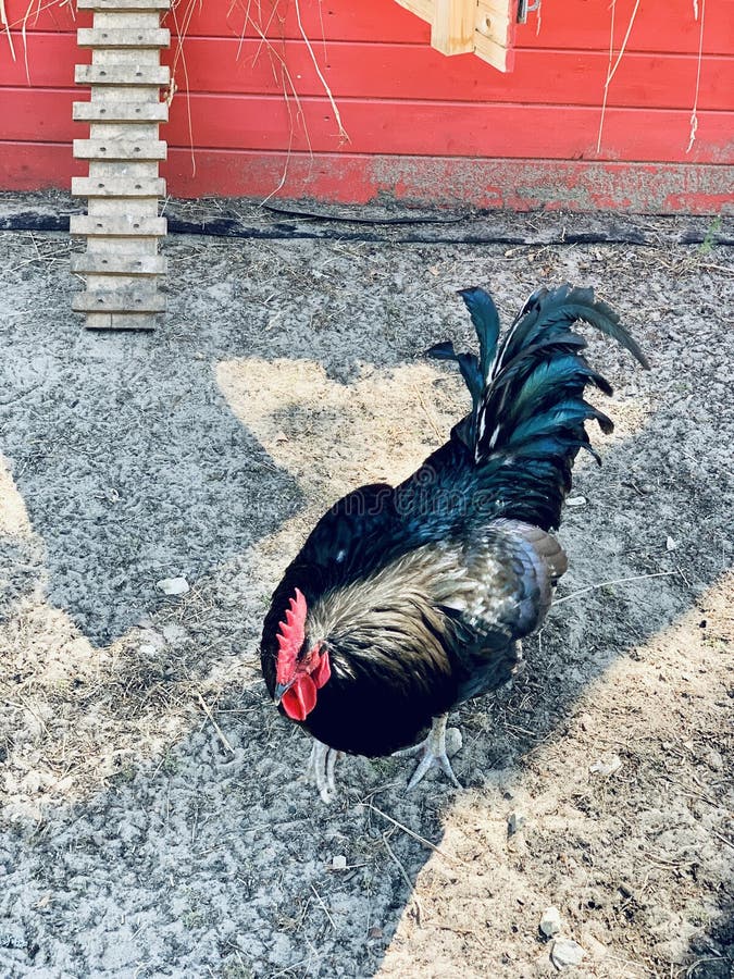 Black rooster on a ground on the farm walking