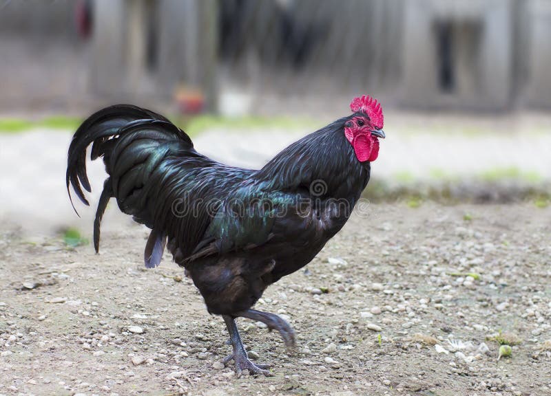 Black rooster on a ground in a farm yard