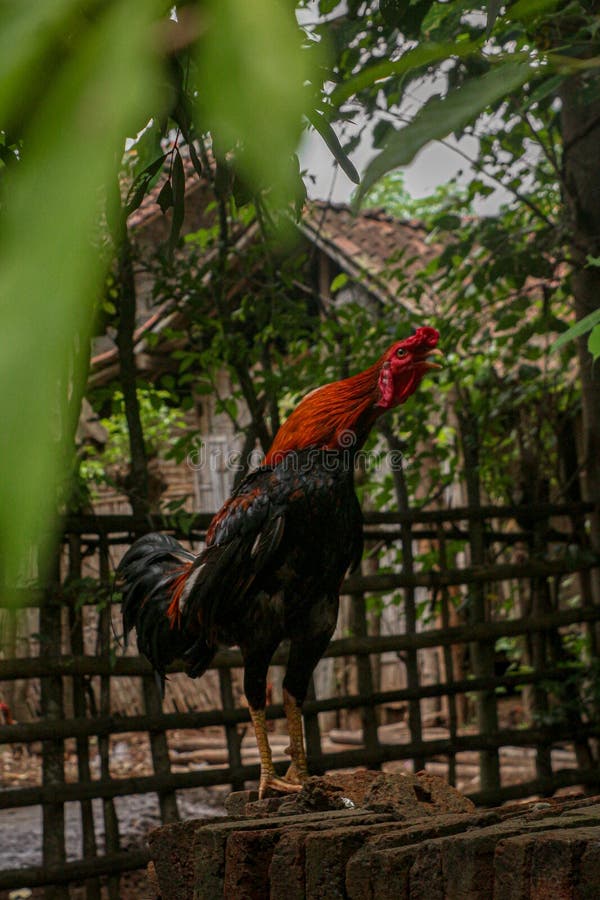 Black Rooster stock image. Image of chicken, area, village 267094141