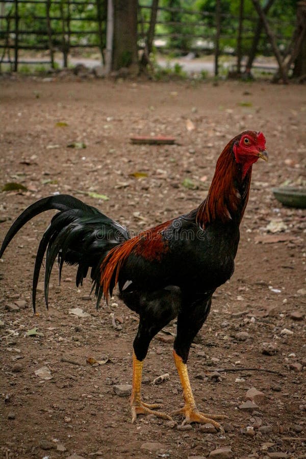 Black Rooster stock image. Image of black, nature, farm 267093831