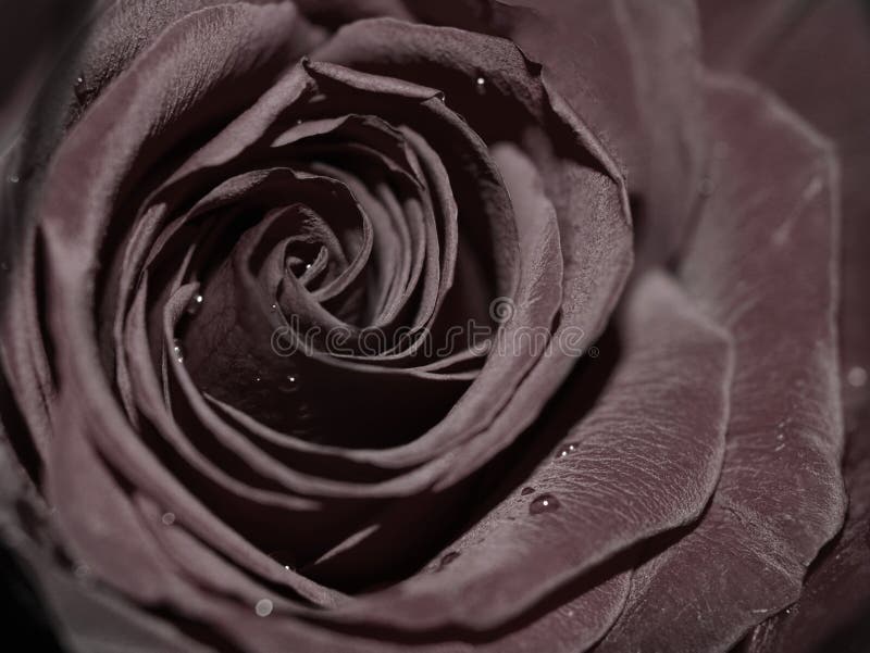 Black rose