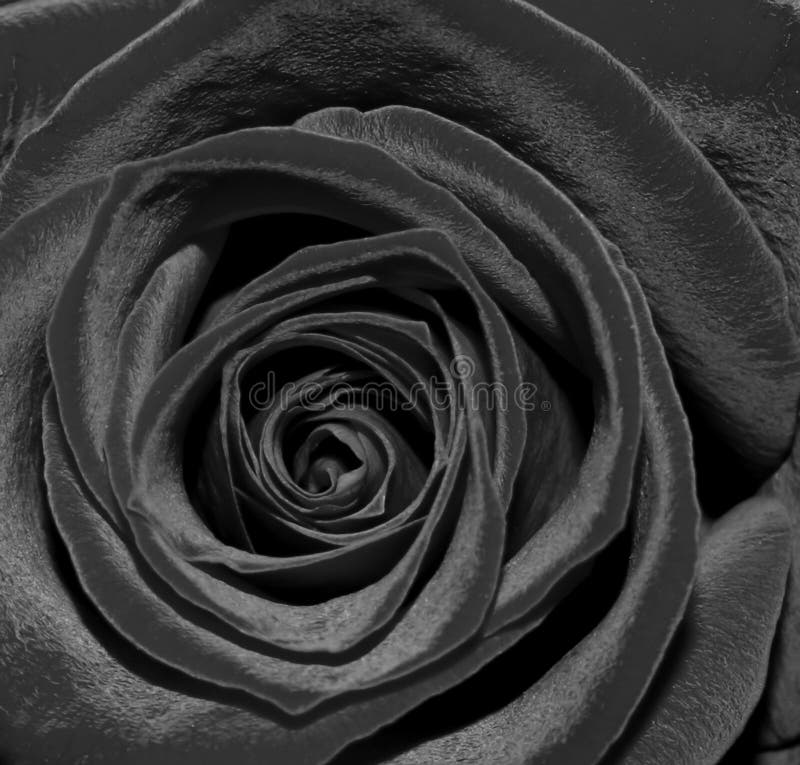 Black rose single picture free Black rose