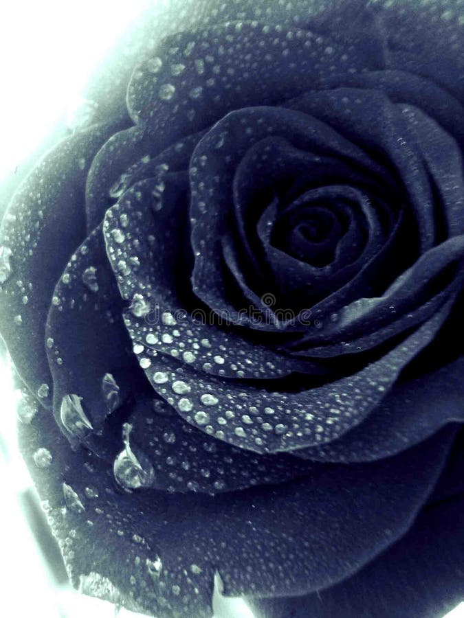 Black Rose With Water Drops Wallpaper