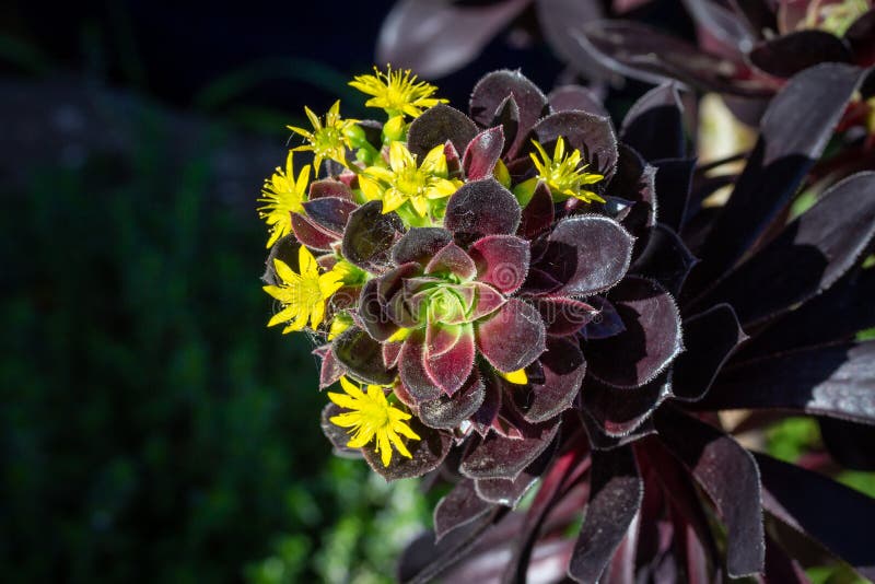 Black Rose, Aeonium Arboreum, in Flower, Close Up Stock Photo - Image ...