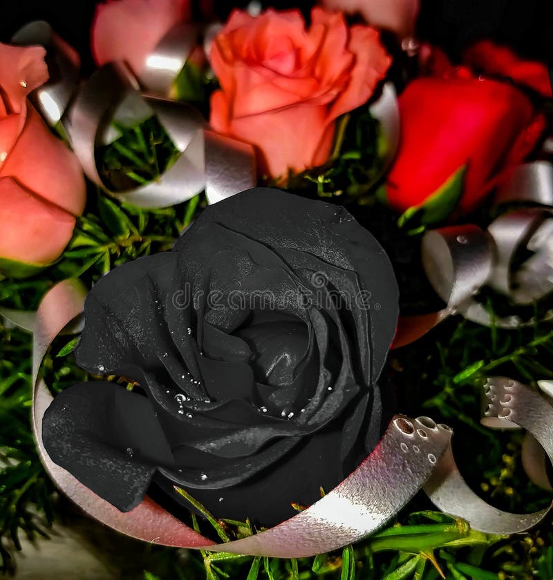 Black Rose stock photo. Image of rose, rare, beautiful 127835434