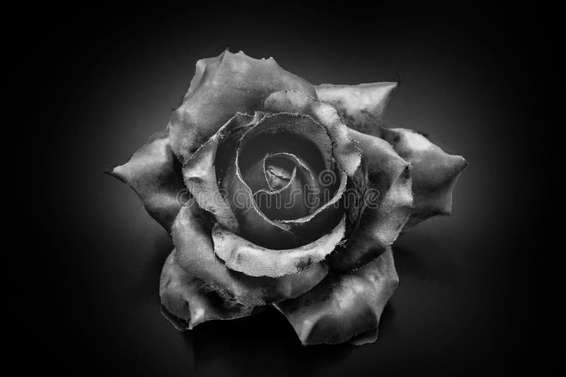 Black Rose on Black Background Stock Image - Image of romantic, petals: 207197425 Black Rose on Black Background Stock Image - Image of romantic, petals: 207197425