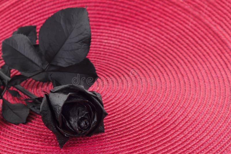 Black Rose. Concept, Symbol Of Sorrow, Melancholy And Sad Mood. Stock