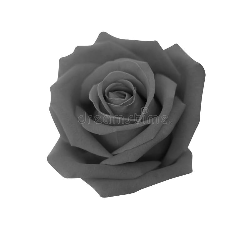 Black Rose Flower Isolated on White Background, Soft Focus and Clipping