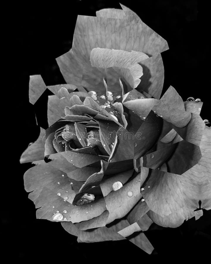 Black Rose Petals Clostrips in Zwartwit Stock Foto Image of roos