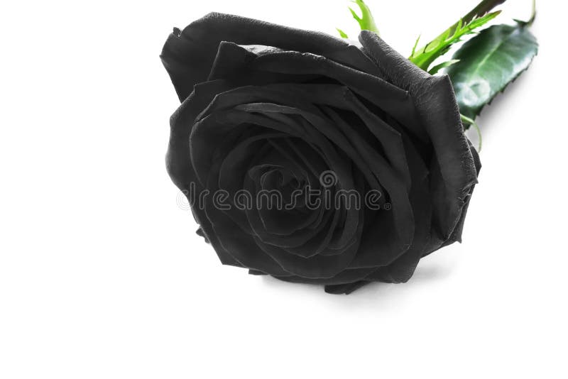 Free single black rose picture