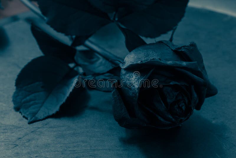 Black rose single picture free Send 1