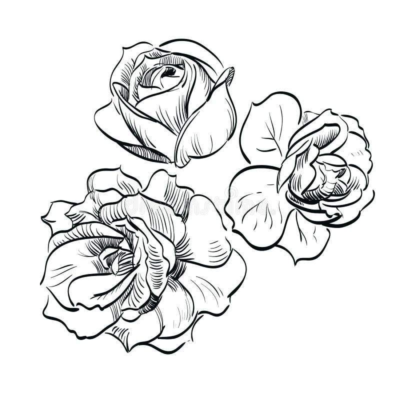 Black rose on white background royalty free illustration