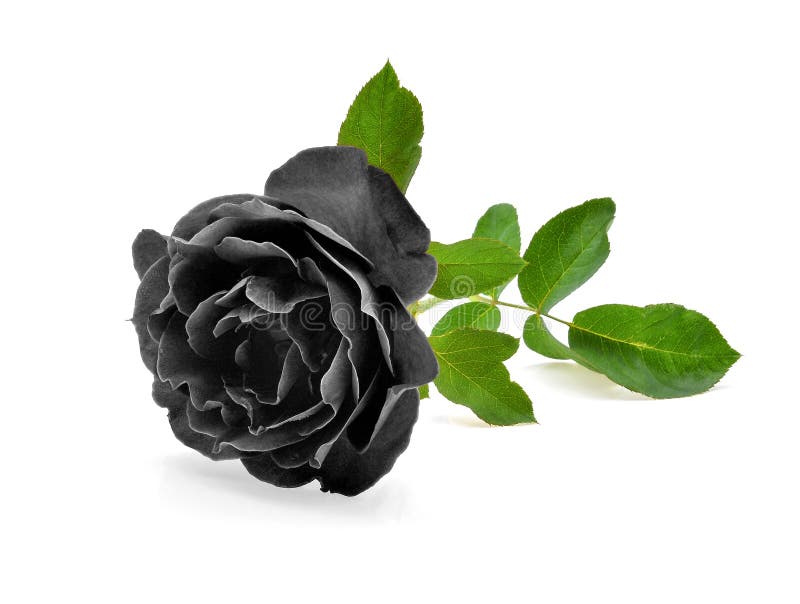 150,537 Black Rose Stock Photos - Free & Royalty-Free Stock Photos from  Dreamstime