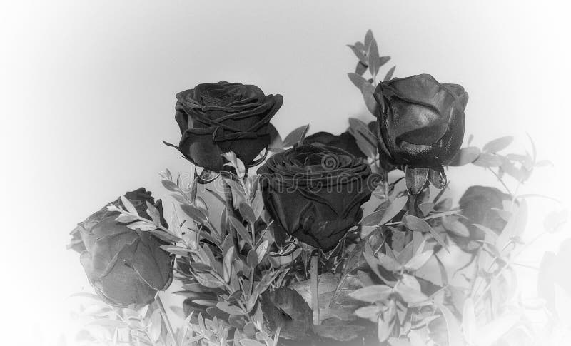 BlAck roses in bouquet stock image. Image of black, bouquet - 137955155