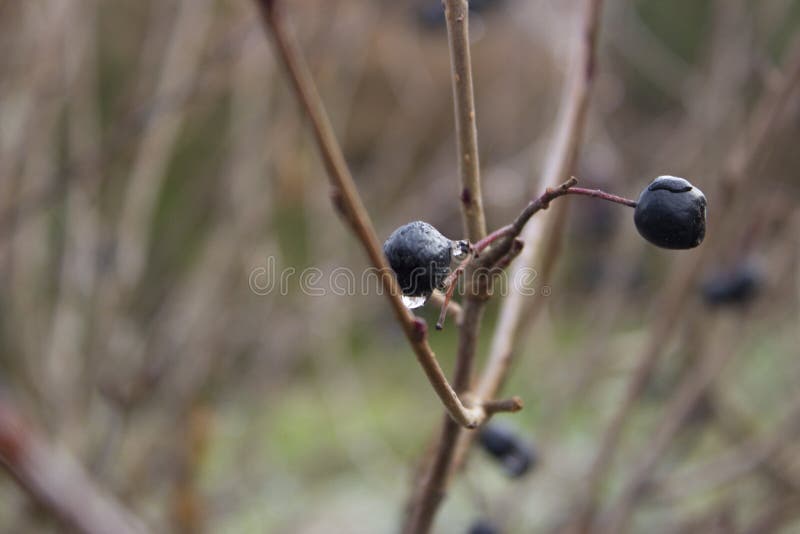 Black rowan berries stock image. Image of beautiful - 203332959