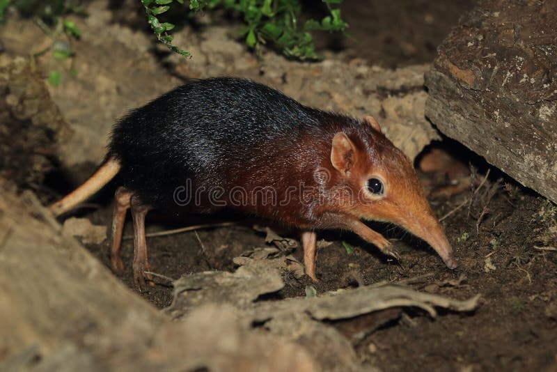 1,369 Shrew Stock Photos - Free & Royalty-Free Stock Photos from Dreamstime 1,369 Shrew Stock Photos - Free & Royalty-Free Stock Photos from Dreamstime