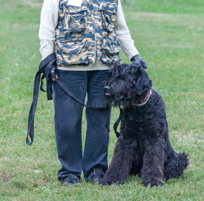 Black Russian Terrier Stock Photo - Image: 44768493