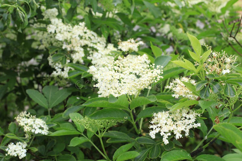 Black sambucus branch with clusters of white flowers blossom. royalty free stock photography