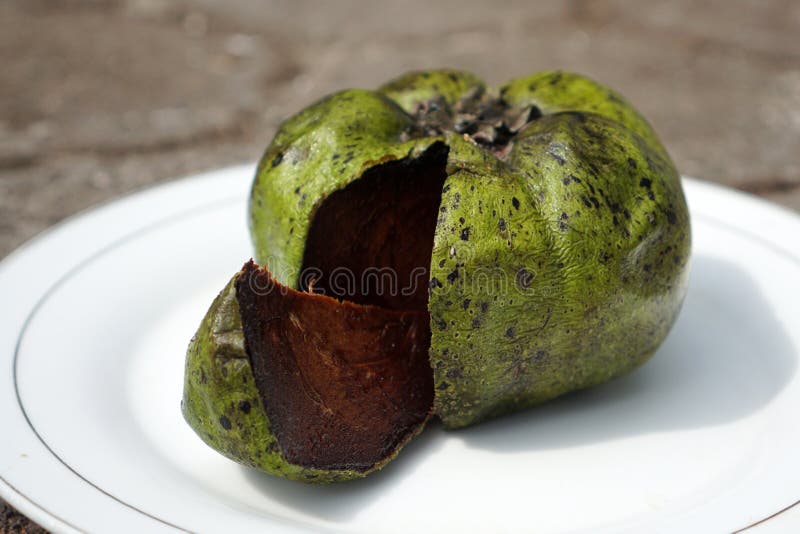 The Black Sapote, Also Known As the Chocolate Pudding Fruit. Exotic