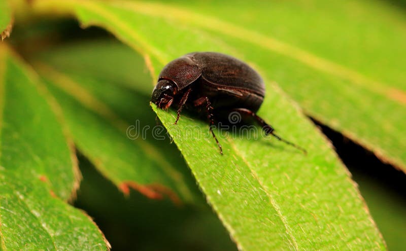 Black Scarabaeid Beetle on Leaves Stock Image - Image of light, animals:  190762839