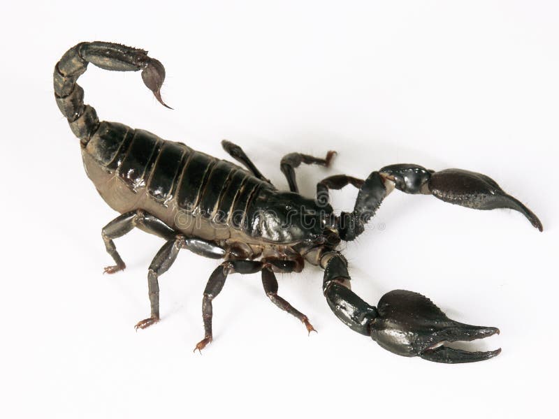 Black scorpion. stock photo. Image of horror, insect - 20719266 Black scorpion. stock photo. Image of horror, insect - 20719266